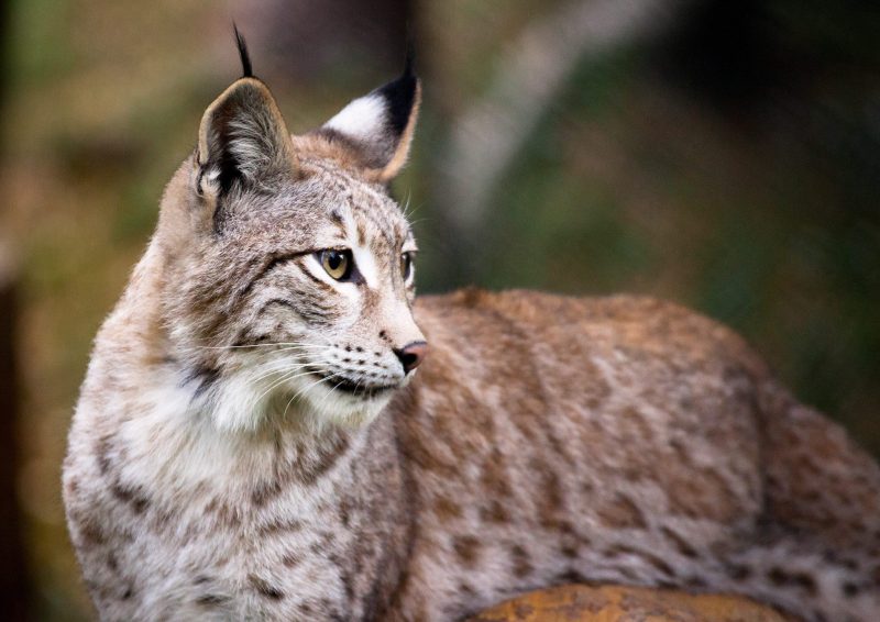 Poblaciones de linces