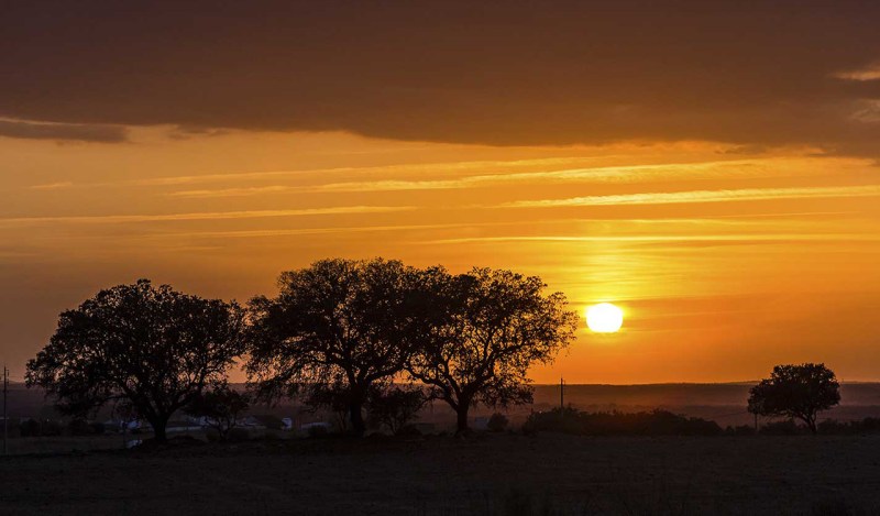 La bacteria ‘Xylella fastidiosa’ que más afectan a Europa