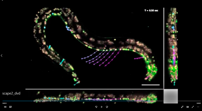 NIH , Neurociencia 3D a la velocidad de la vida