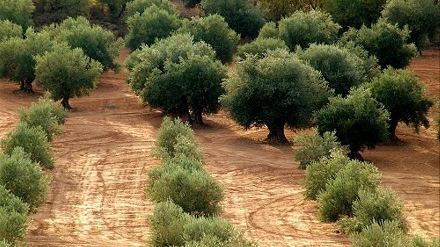 El Gobierno podrá ordenar la retirada de aceite de oliva del mercado para subir su precio