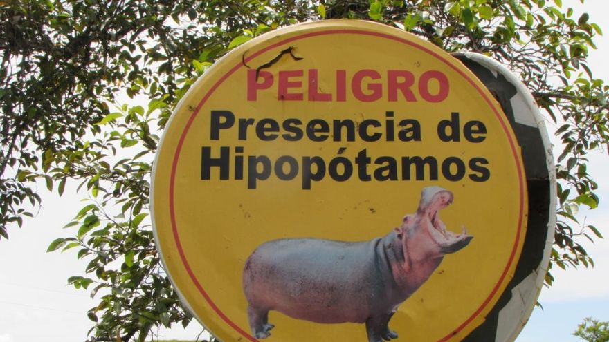 Los hipopótamos de Pablo Escobar: peligro para pescadores, amenaza para el ecosistema y atracción para turistas