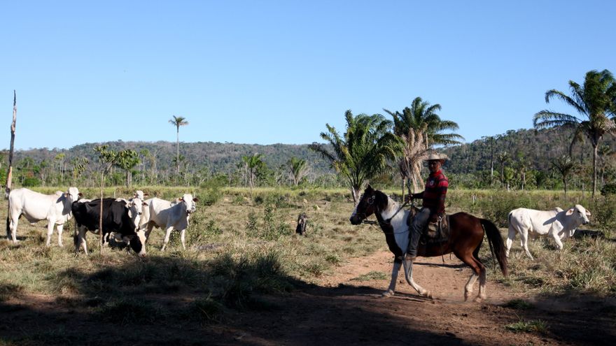 Dame fuego: qué tiene que ver la carne con la destrucción de la Amazonía