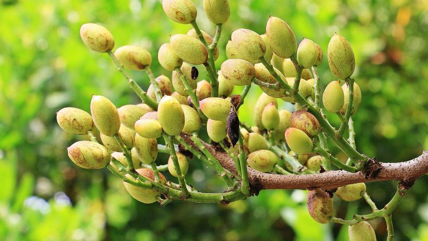 ¿Por qué la producción de pistacho se disparará en España en los próximos cinco años?