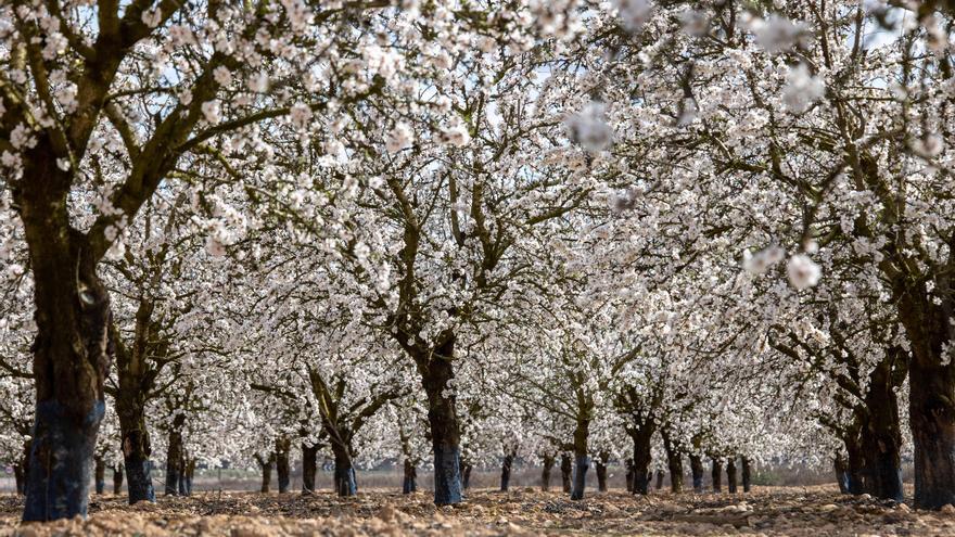 Los productores de almendra tradicional y ecológica lanzan un SOS: 