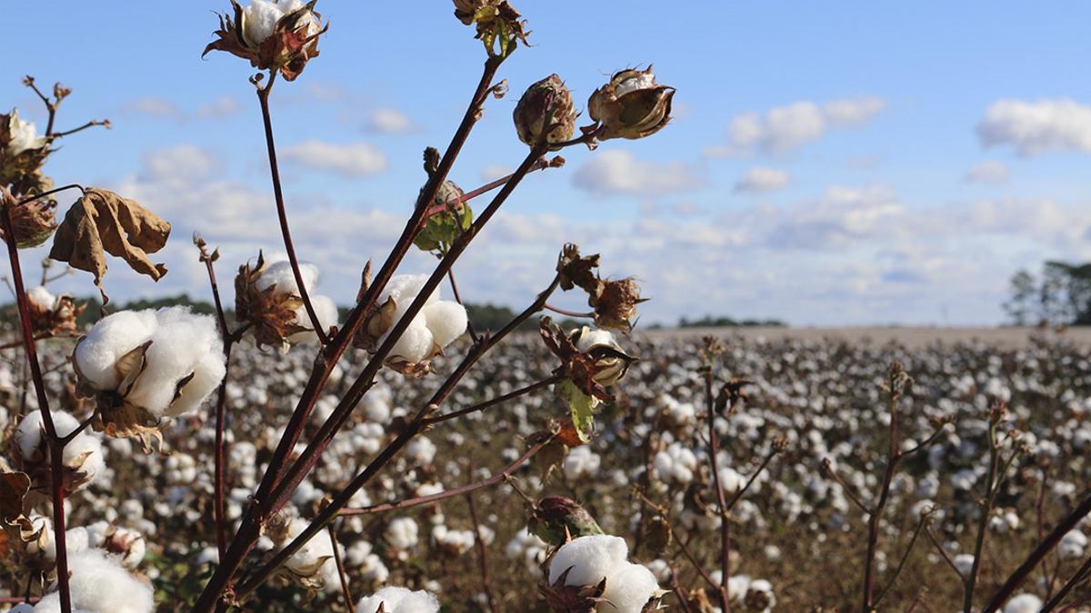 Encrucijada en el textil: H&M e Inditex cuestionan a la firma que certifica la producción responsable de algodón