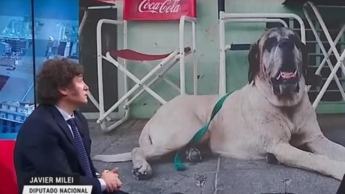 Milei confiesa que juega todas las mañanas con un perro que estaría muerto: “Luce muy tranquilo”