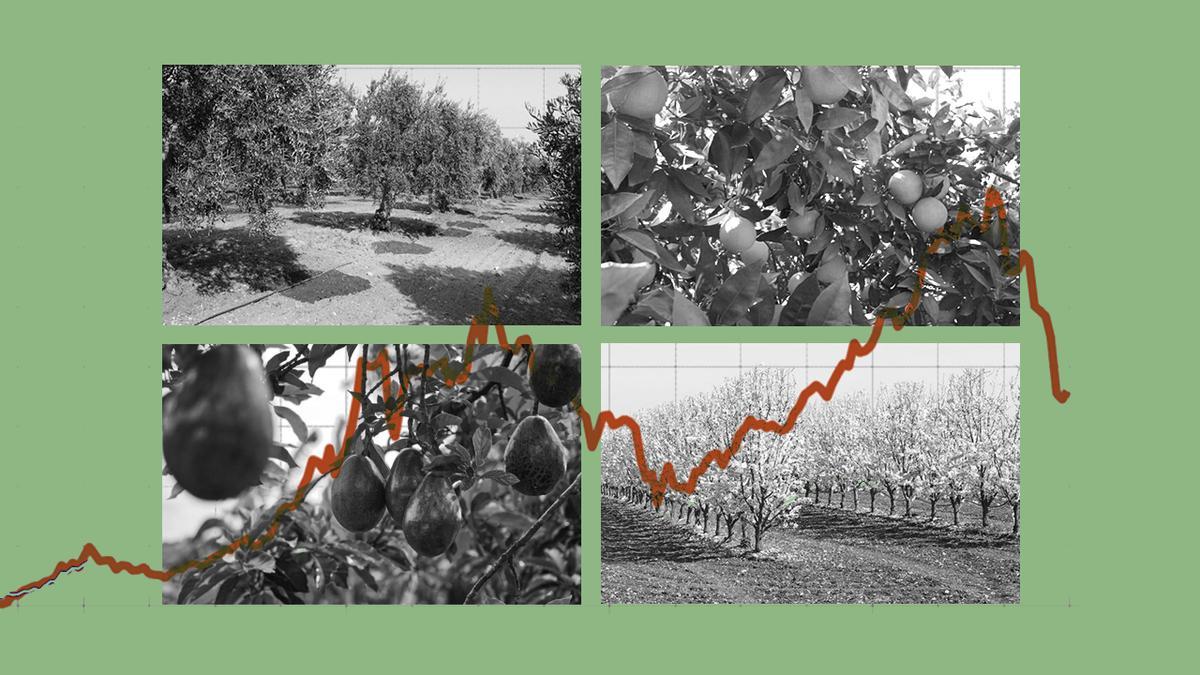 Los fondos de inversión se lanzan a por el olivar, la almendra y los cítricos: 